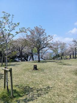 桜の花 桜の花 桜,霧島市,城山公園の写真素材
