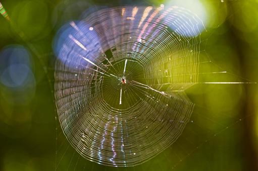 朝日に輝く蜘蛛の巣 朝日に輝く蜘蛛の巣 蜘蛛の巣,クモの巣,蜘蛛の写真素材