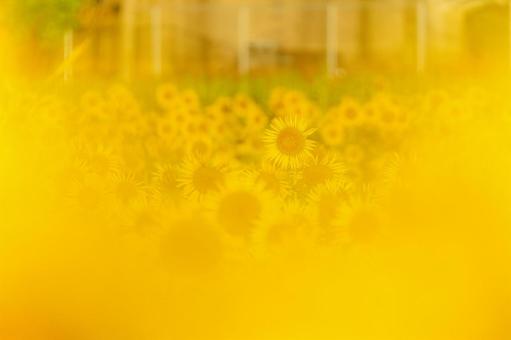 福岡-【柳川ひまわり園】の写真