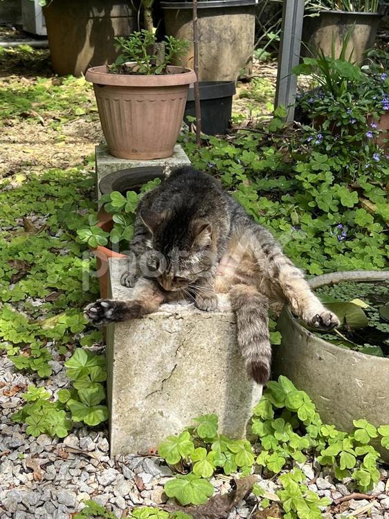 やちむんの里の猫7 やちむんの里,猫,野良猫の写真素材
