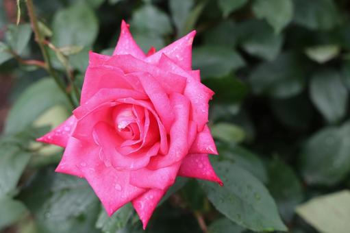 滴る濃いピンクの薔薇 滴る濃いピンクの薔薇の写真