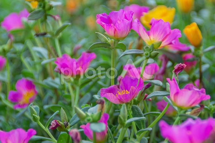 公園の花（ポーチュラカ） 小花,ポーチュラカ,公園の花の写真素材