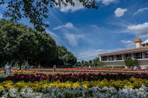 ユリ 百合,ユリ,花の写真素材
