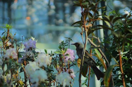 花と鳥 花と鳥の写真