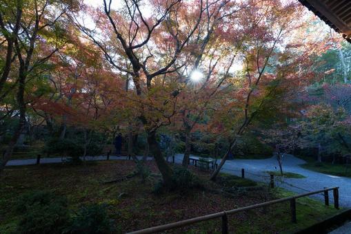 京都の紅葉の写真