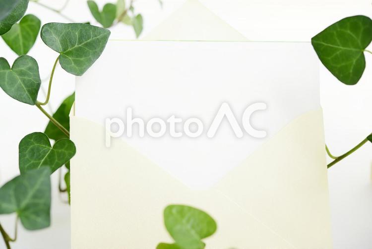 アイビーの葉とメッセージカード 植物,アイビー,葉の写真素材
