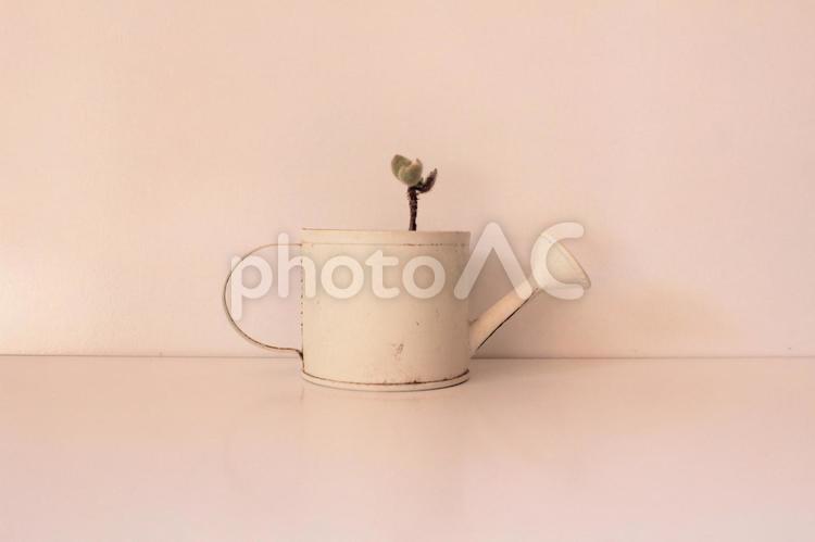 観葉植物　じょうろ　２ 観葉植物,じょうろ,じょーろの写真素材