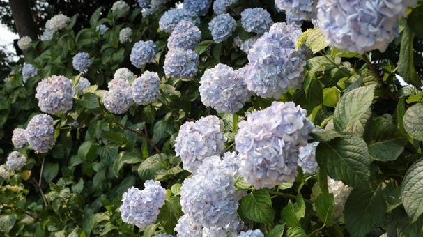 陽に当たるアジサイたち 陽に当たるアジサイたちの写真