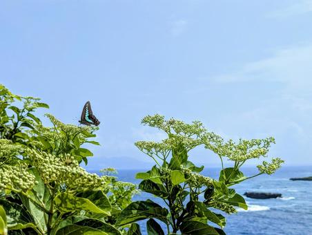 蝶と海景色 蝶と海景色 蝶,昆虫,海の写真素材