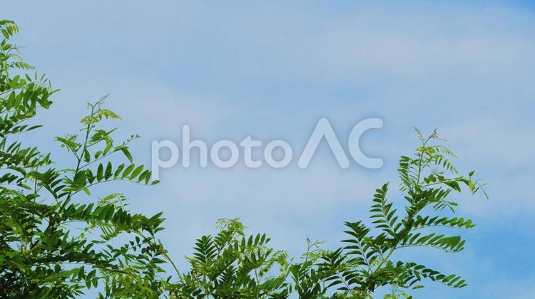 青空とニセアカシアの背景素材 ニセアカシア,豆の木,樹木の写真素材