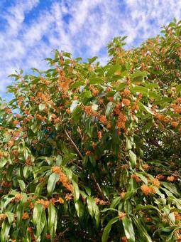 金木犀と秋空 金木犀,オレンジ,雲の写真素材