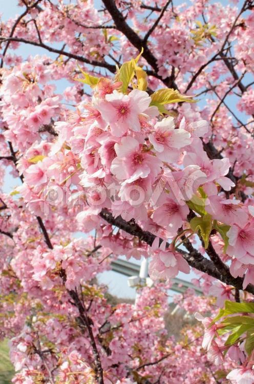 鮮やか桜 さくら,春,鮮やかの写真素材