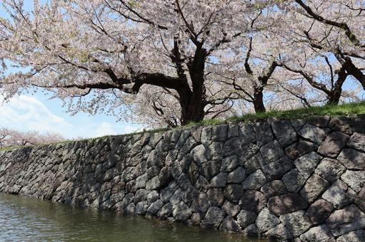 桜と川 桜と川 函館,五稜郭,函館五稜郭の写真素材
