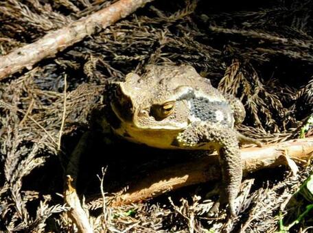 ウシガエルの写真