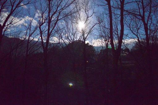 雑木林の西空に輝く月 冬,早朝,月の写真素材