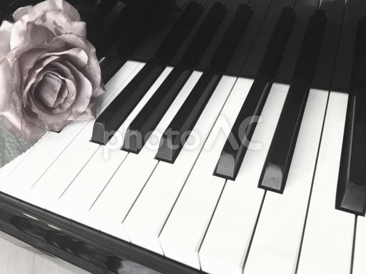 グランドピアノの鍵盤とバラの造花１５ ピアノ,鍵盤,グランドピアノの写真素材