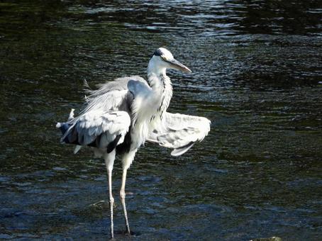 A Grey Heron Shaking Its Wings, JPG