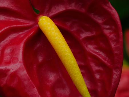 背景に合うアンスリウムのアップ 背景に合うアンスリウムのアップ アンスリウム,深紅,色の写真素材