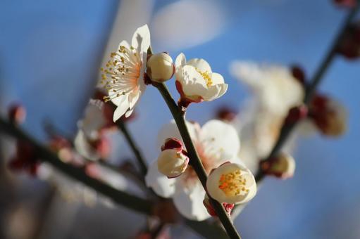梅花 梅,花,早春の写真素材