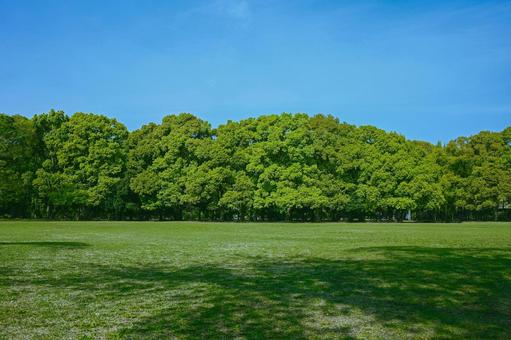 緑の公園 緑の公園 木,公園,森の写真素材