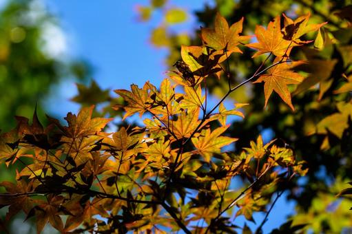 紅葉 紅葉 夏空,空,木漏れ日の写真素材