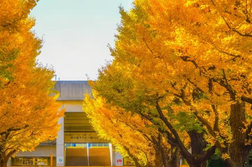 明治神宮外苑 いちょう並木 明治神宮外苑 いちょう並木 イチョウ,黄金色,並木道の写真素材