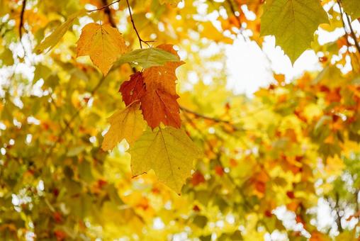 プラタナス 紅葉,プラタナス,モミジバスズカケノキの写真素材