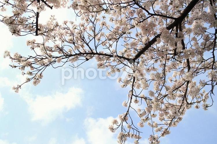 【花の写真】桜 サクラ,満開,青空の写真素材