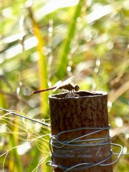 郊外の竹筒に止まるアキアカネ アキアカネ,蜻蛉,赤とんぼの写真素材