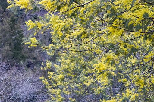 満開になったミモザ ミモザ,花,春の写真素材