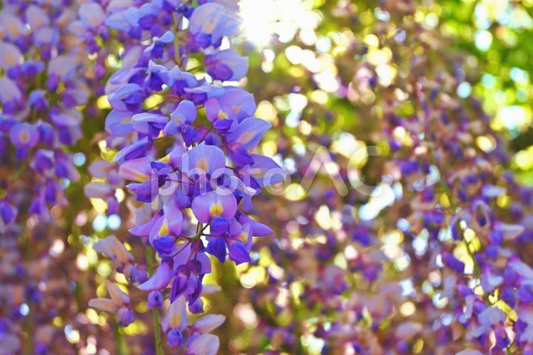 鮮やかな藤の花 藤,花,お花の写真素材