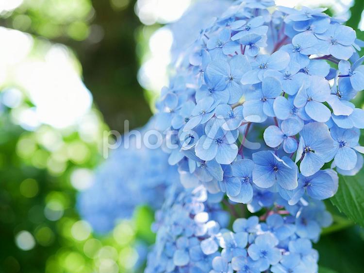 アサガオ(朝顔) 花,自然,風景の写真素材