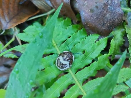アカスジキンカメムシの幼虫 アカスジキンカメムシの幼虫の写真