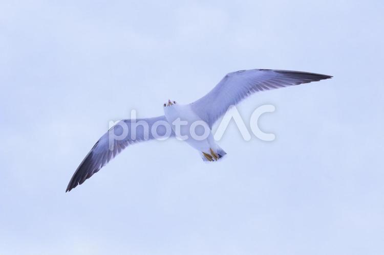 空を飛ぶカモメ　熱海 カモメ,飛ぶ,鳥の写真素材