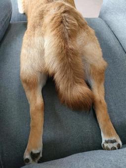 リラックスする柴犬くるみの尻尾 リラックスする柴犬くるみの尻尾 犬,柴犬,shibainuの写真素材