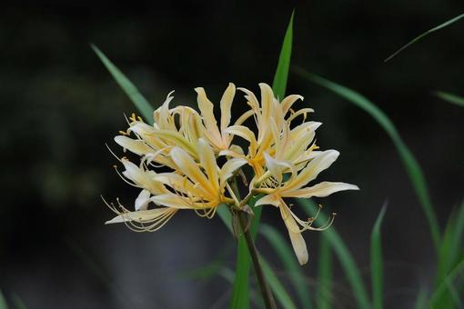 [Photo of cluster amaryllis] Scenery of cluster amaryllis blooming, JPG