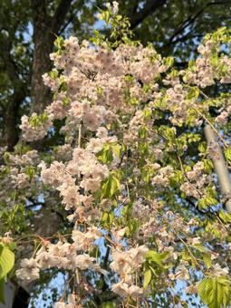 cherry blossoms, JPG cherry blossoms, JPG