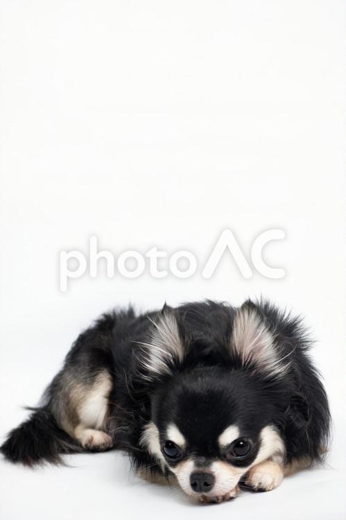 伏せているチワワの写真［フリー素材］ フリー素材,商用利用,チワワの写真素材