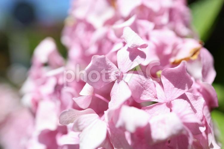ピンクのあじさい 紫陽花,梅雨,初夏の写真素材