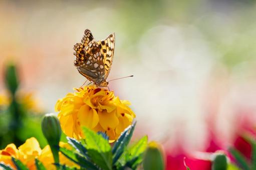 ウラギンヒョウモン⒀ ウラギンヒョウモン⒀の写真