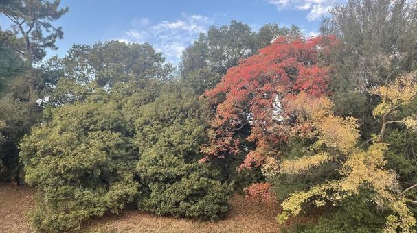 鮮やかな紅葉 鮮やかな紅葉の写真