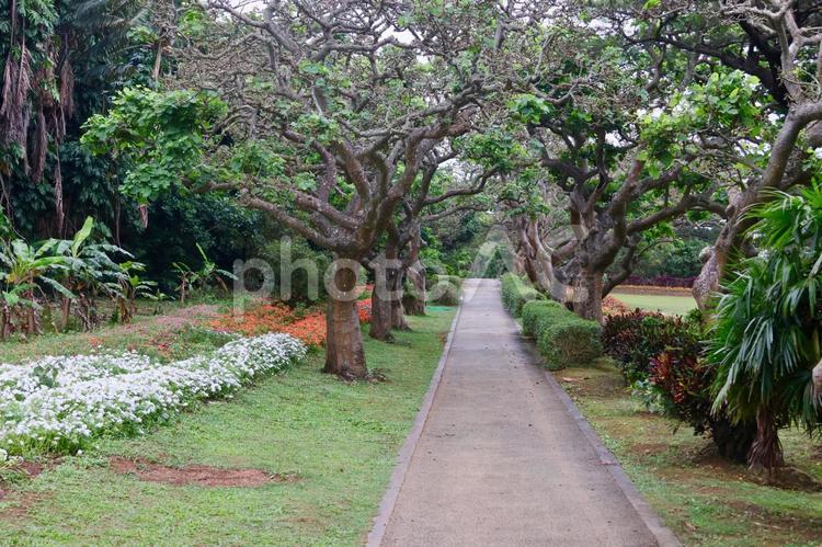 宮古島市熱帯植物園 植物園,植物,木の写真素材