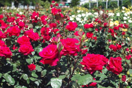 初夏のバラ公園 初夏のバラ公園の写真