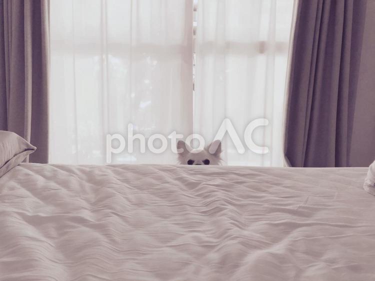 ずーとみてますわん ペット,チワワ,ベッドの写真素材