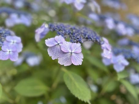 がくあじさい(額紫陽花)梅雨初夏Dの写真