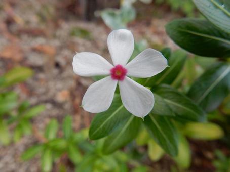 【花の写真】ニチニチソウ(日々草) 【花の写真】ニチニチソウ(日々草) ニチニチソウ,日々草,植物の写真素材