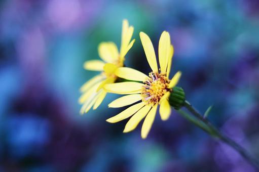 カラフルな背景とツワブキの花 カラフルな背景とツワブキの花 花,秋,植物の写真素材