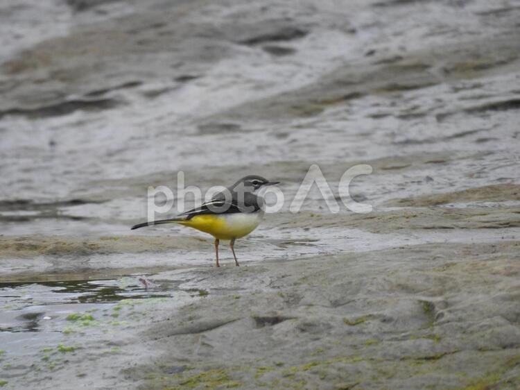 川沿いで見かけたキセキレイ キセキレイ,セキレイ,鳥の写真素材