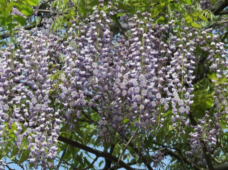 Wisteria, JPG