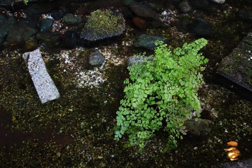 清流に生える新緑 自然,新緑,日本の写真素材